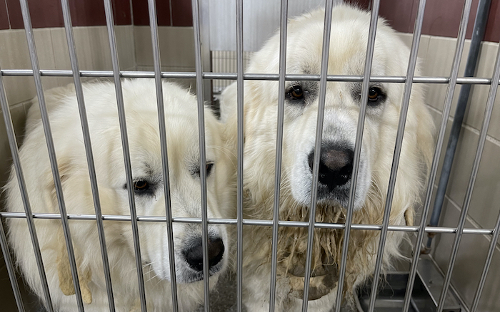 PAWS Pets for Adoption April 14, 2022
