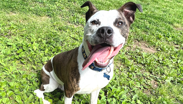 BISSELL Pet Foundation Sponsor Reduced PAWS Adoption Fees
