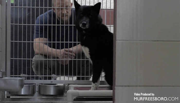 PAWS Pets for Adoption May 12, 2022
