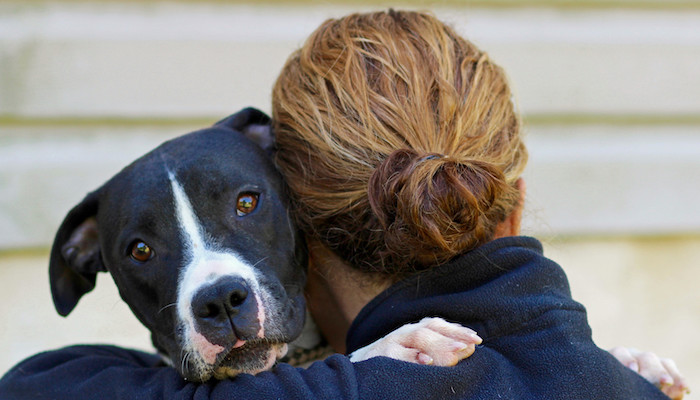 Pet Shelter for Abuse Victims