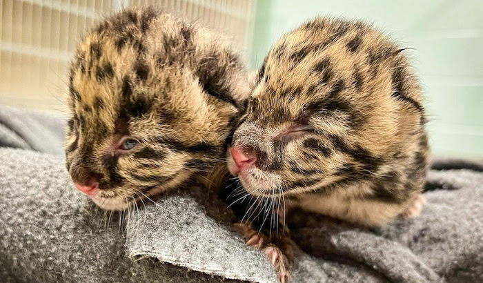 Clouded Leopard Cubs Nashville Zoo
