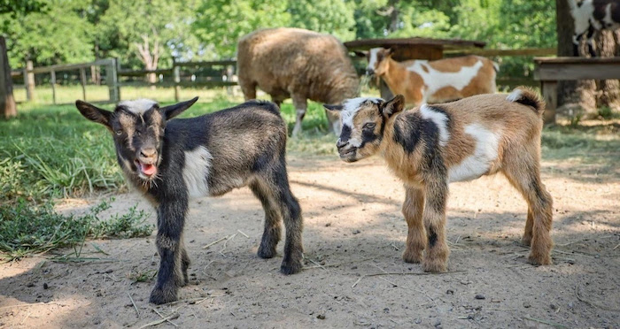 Nigerian Dwarf Goats Born at Nashville Zoo