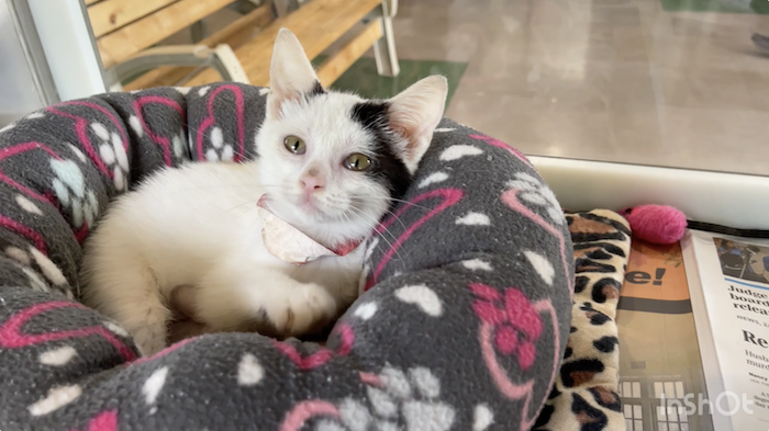 PAWS Pets for Adoption July 6, 2022
