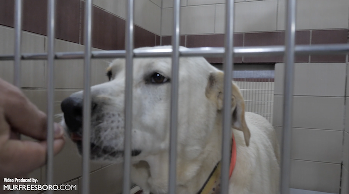 PAWS Pets for Adoption August 11, 2022