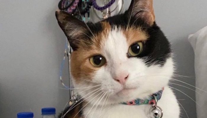Home Depot Cat, Pumpkin, Passes Away