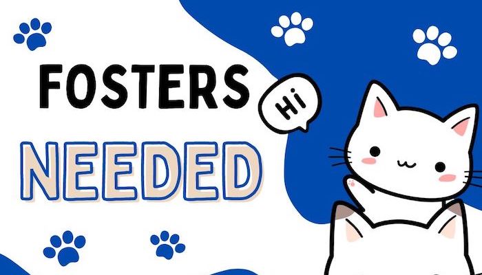 PAWS Needs Fosters