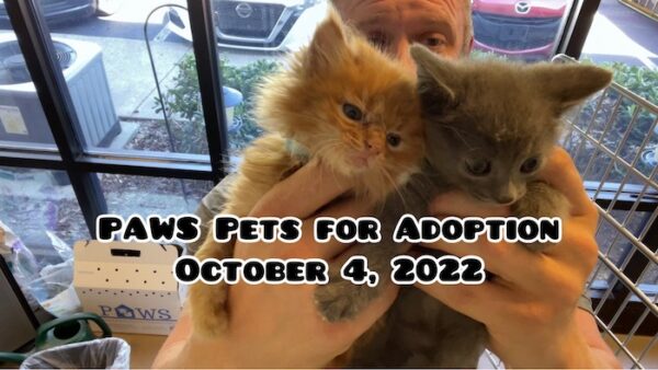 PAWS Pets for Adoption October 4, 2022