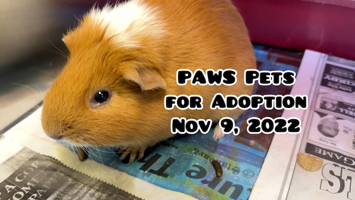 PAWS Pets for Adoption Nov 9, 2022