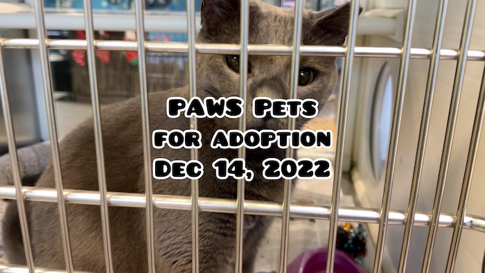 Pets for Adoption at PAWS Dec 14, 2022