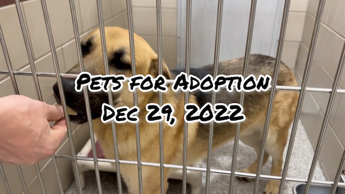 PAWS Pets for Adoption Dec 29, 2022
