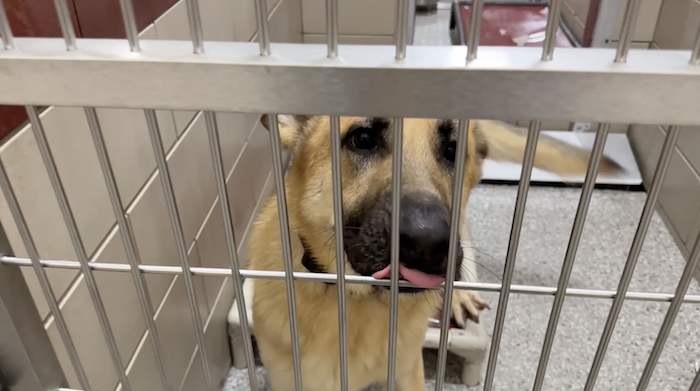 PAWS Pets for Adoption Jan 6, 2023