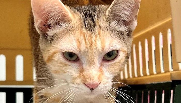 Two People Wanted for Cat Theft at PetSmart