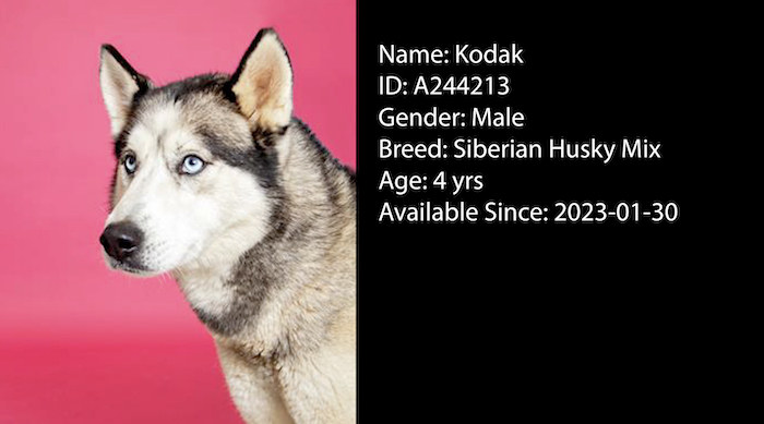 PAWS Pets for Adoption Feb 10, 2023