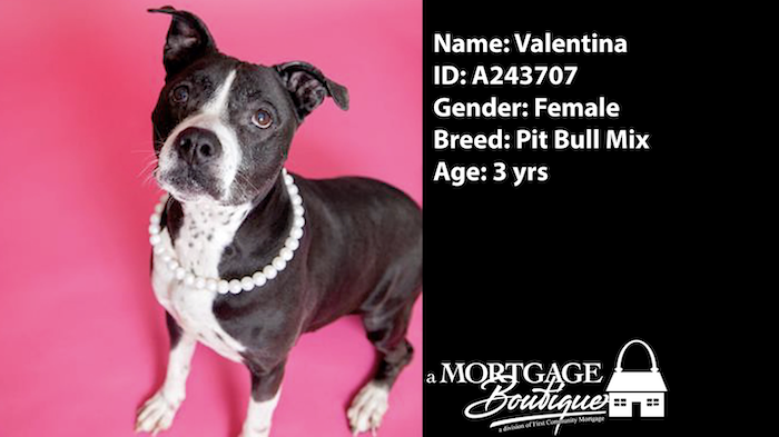 PAWS Pets for Adoption Feb 10, 2023