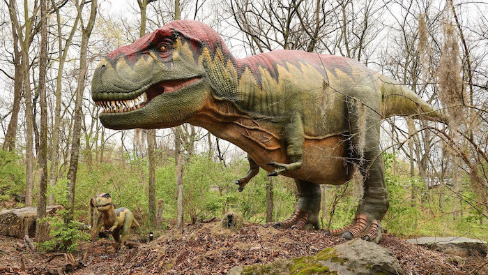 Nashville Zoo Baby Tyrannosaurus Rex