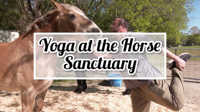 Yoga at the Horse Sanctuary