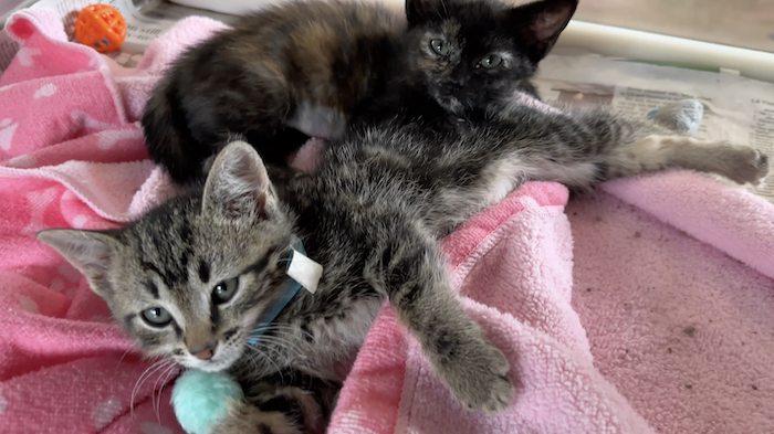 PAWS Pets for Adoption Feb 24, 2023