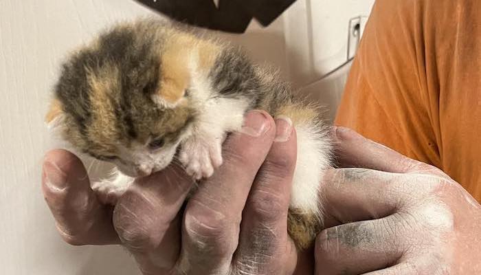 Sheriff’s Office and Inmate Workers Rescue Kittens