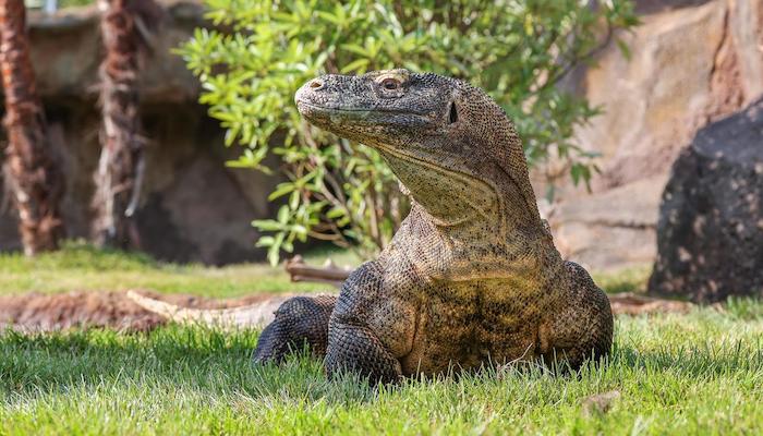 Komodo Dragons at the Nashville Zoo