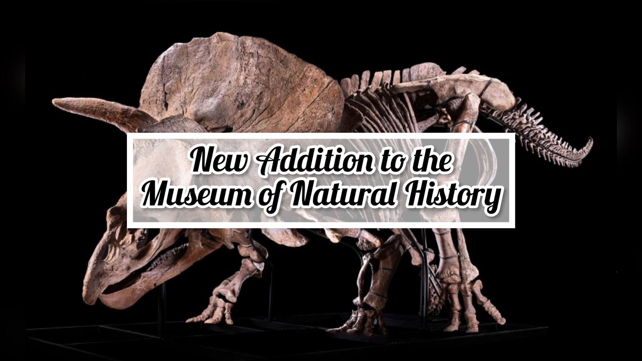 Triceratops