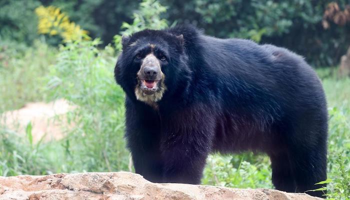 Nashville Zoo Male Andean Bear