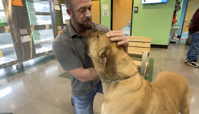 PAWS Pets for Adoption Jan 30th, 2024