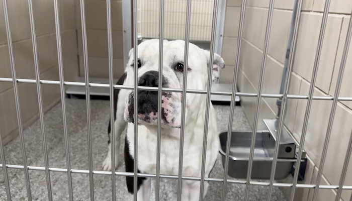 PAWS Pets for Adoption Jan 4th, 2024