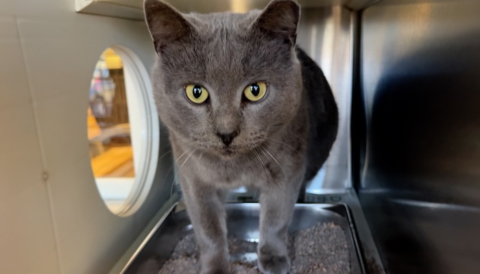 PAWS Pets for Adoption Feb 14th, 2024
