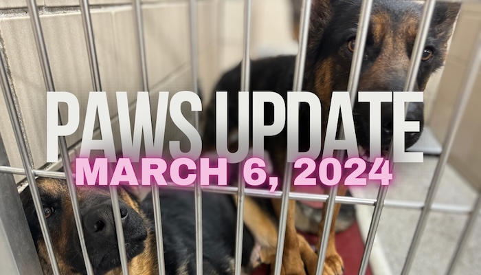 PAWS Update March 6th, 2024