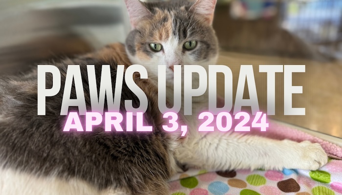 PAWS Update April 3, 2024