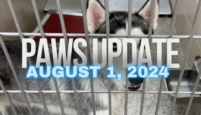PAWS Update August 1, 2024
