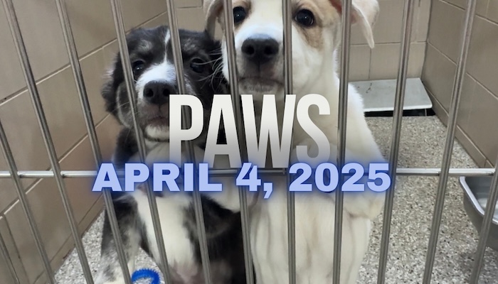 PAWS April 4, 2025