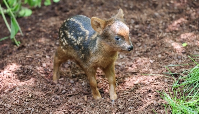 Male Pudu Fawn at the Nashville Zoo