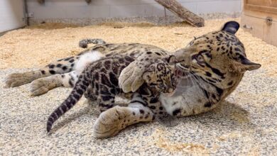 Nashville Zoo Celebrates First Co-Reared Clouded Leopard Cub