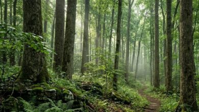Mature hardwood forest interior in the Highland Rim on a humid summer morning