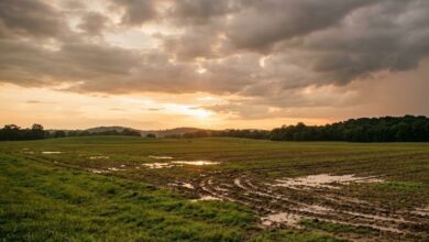 An empty rain-soaked Middle Tennessee farm field at golden hour after a summer storm (illustrative)