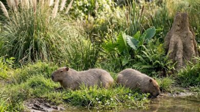 Two capybaras at the grassy edge of a pool in an open South American grassland-style zoo habitat with a termite mound (illustrative)