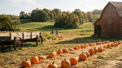 Rows of pumpkins on straw beside a red barn on a Middle Tennessee farm in October (illustrative)
